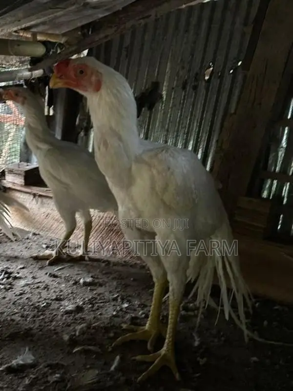 Parrot Beak Long Tail Rooster