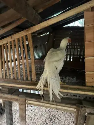 Parrot Beak Long Tail Rooster