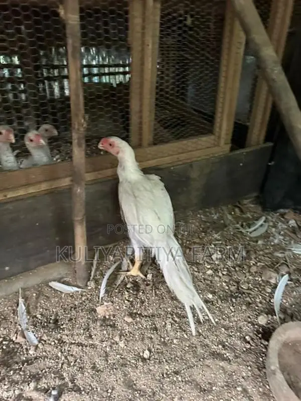 Parrot Beak Long Tail Rooster