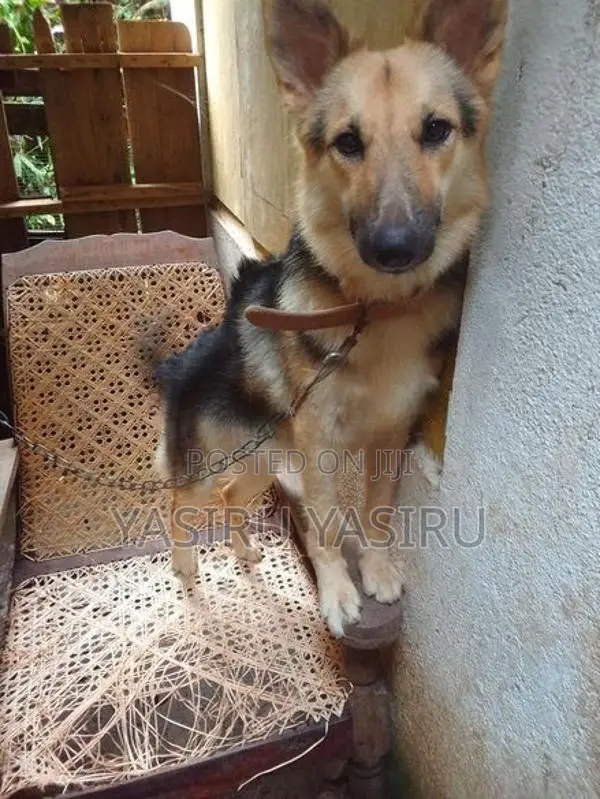 බල්ලන්