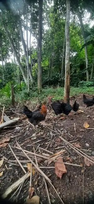 Country Hen