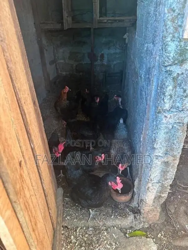 Country Hen