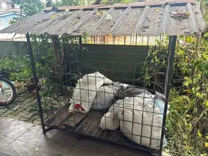Dog Cage 5*4 Ft