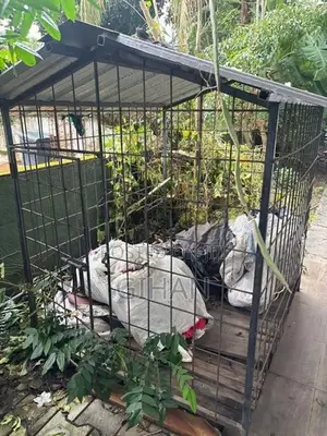 Dog Cage 5*4 Ft