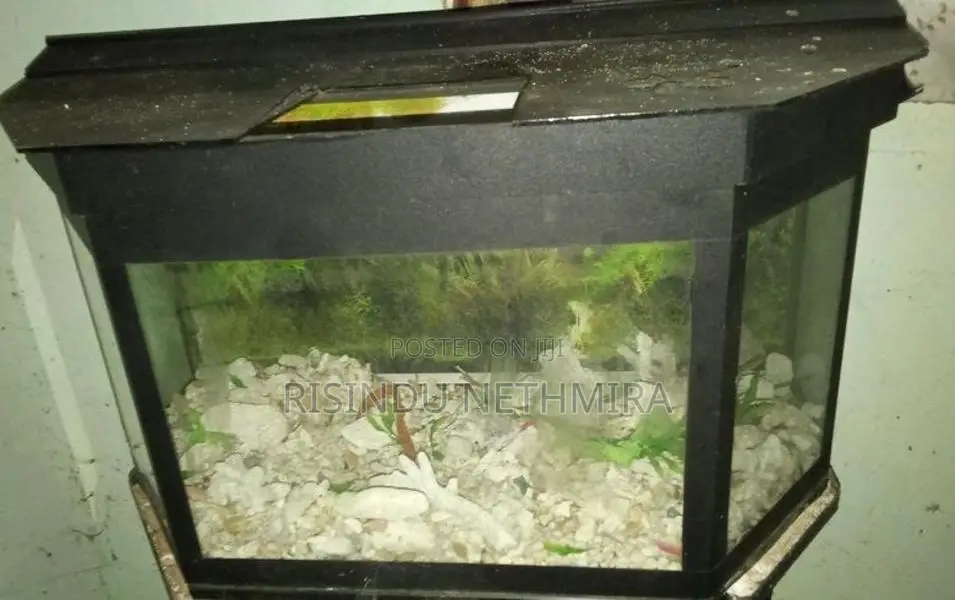 2 Feet Fish Tank With Stand