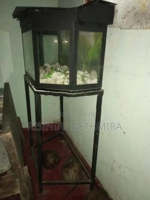 2 Feet Fish Tank With Stand