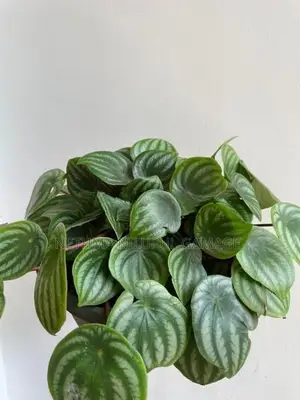 විසිතුරු මල්