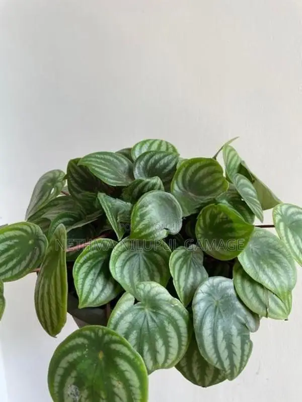 විසිතුරු මල්