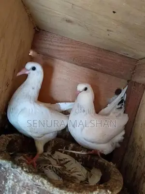 Pigeons