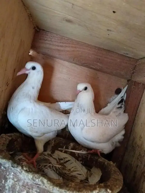 Pigeons