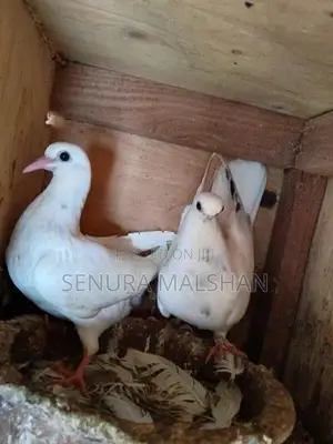 Pigeons