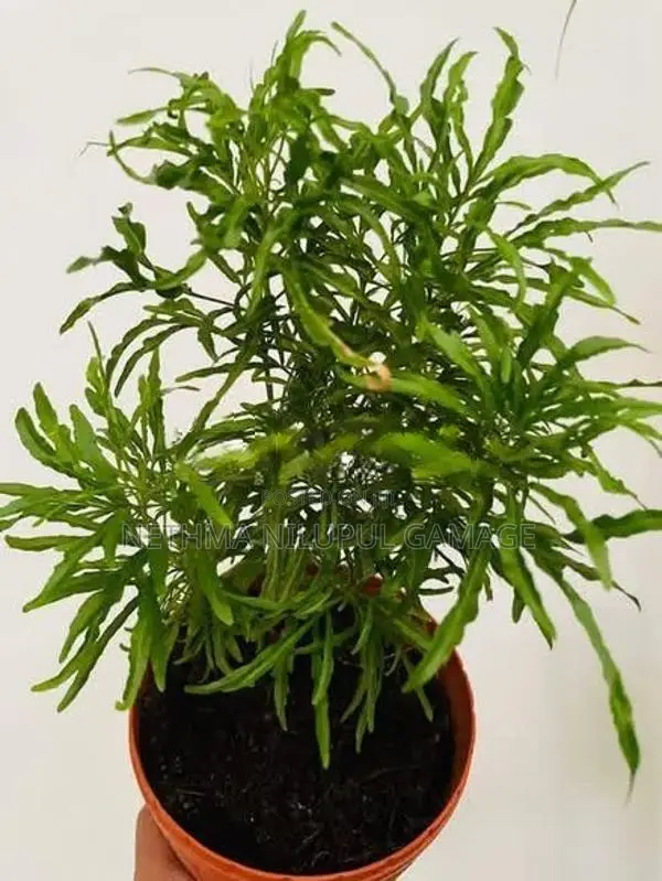 විසිතුරු පැල