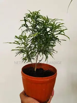 විසිතුරු පැල
