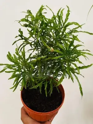 විසිතුරු පැල