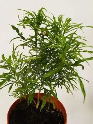 විසිතුරු පැල