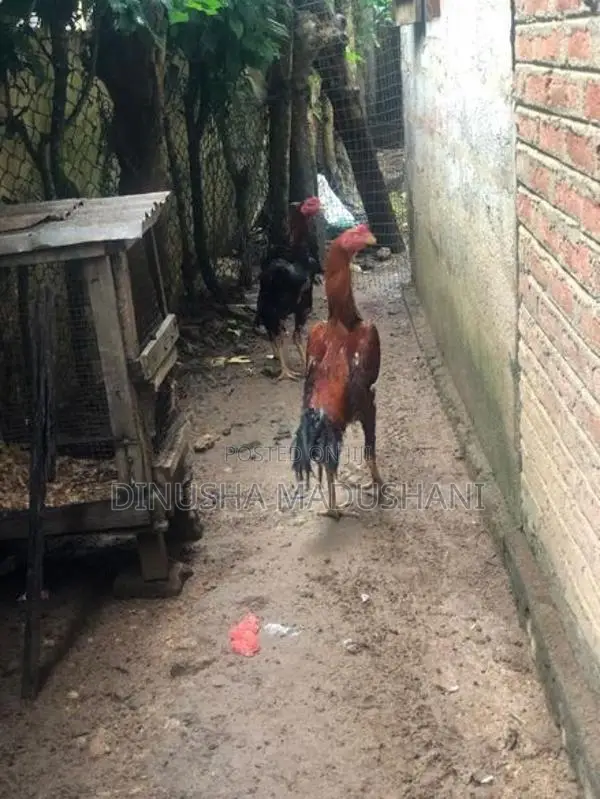 Shamo Rooster