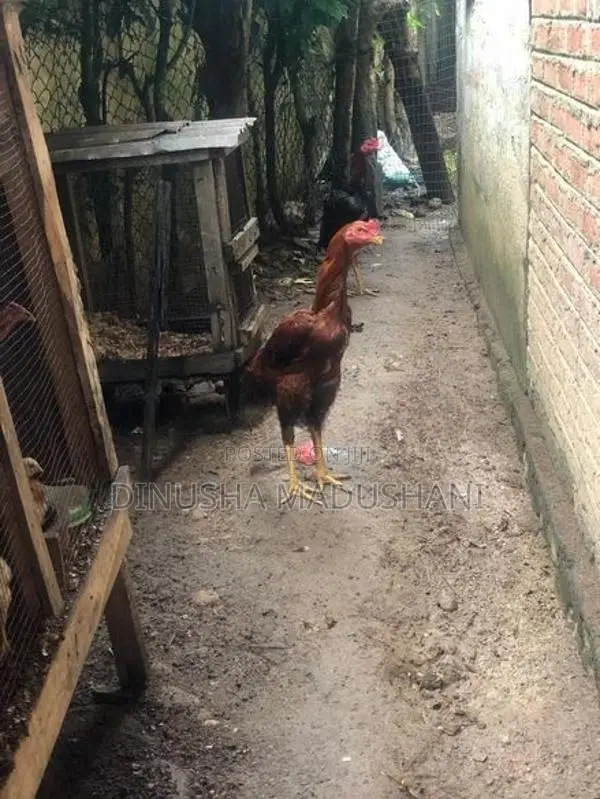 Shamo Rooster