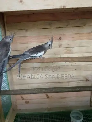 Breeding Cockatiels Pair