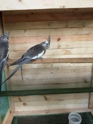 Breeding Cockatiels Pair