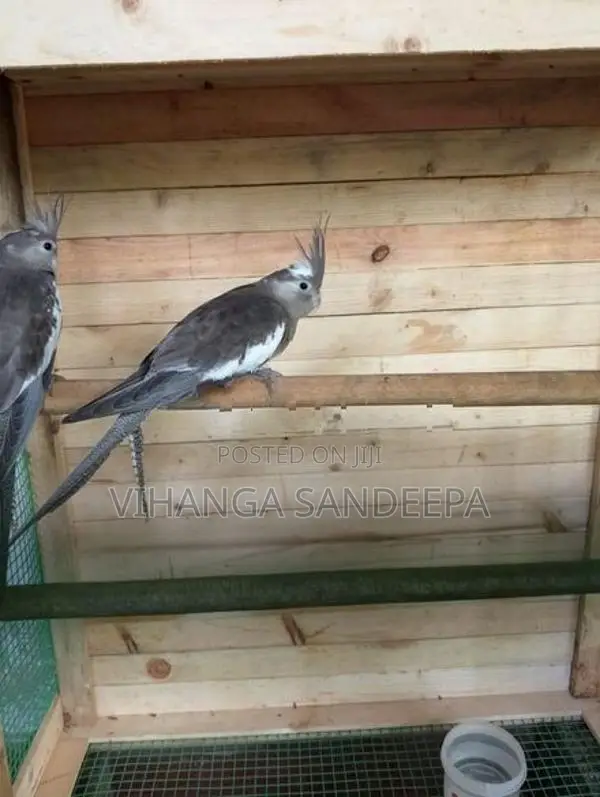Breeding Cockatiels Pair