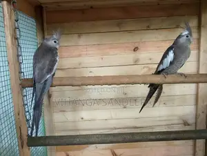 Breeding Cockatiels Pair