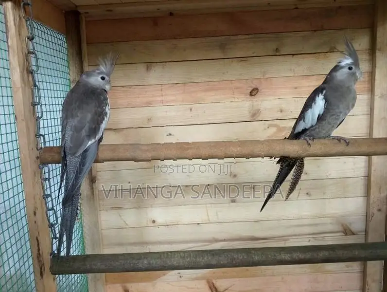 Breeding Cockatiels Pair