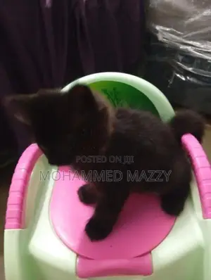 Persian Kitten