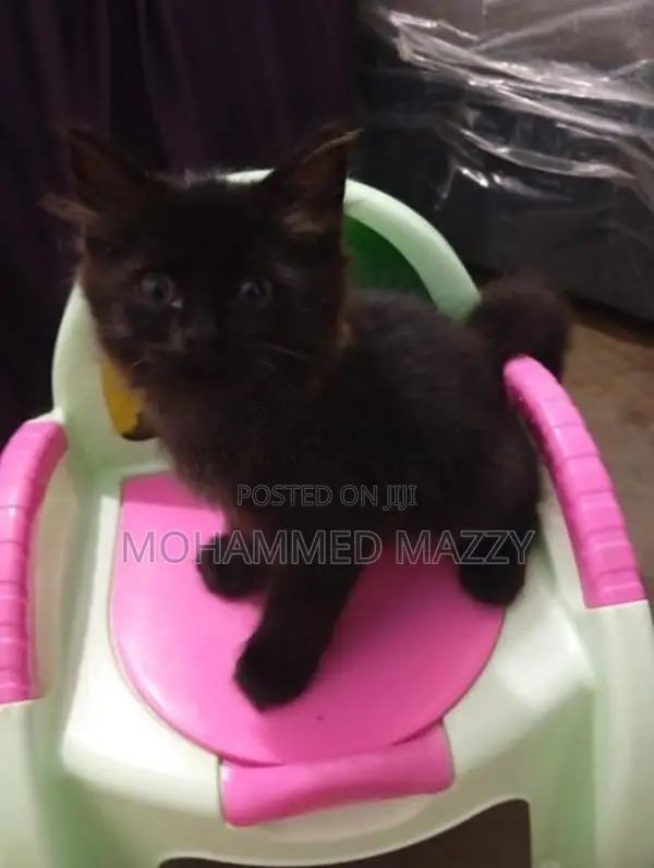 Persian Kitten