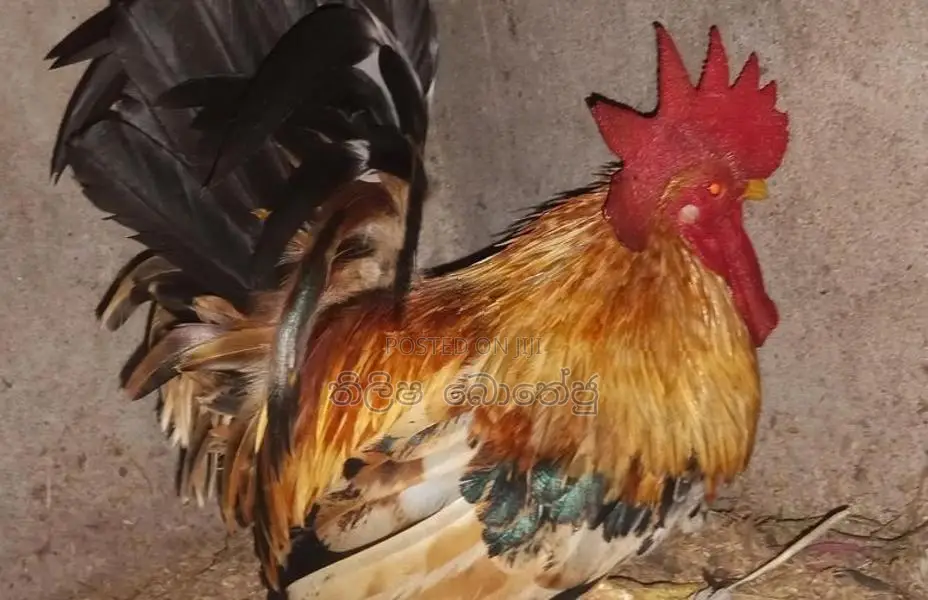 බැන්ටම් කුකුලන්