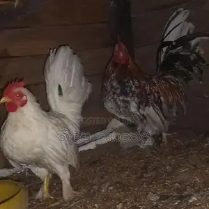 බැන්ටම් කුකුලන්