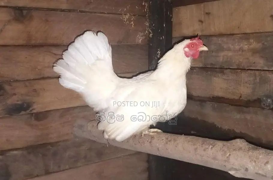 බැන්ටම් කුකුලන්