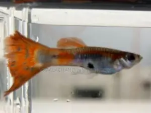 Wild Guppy