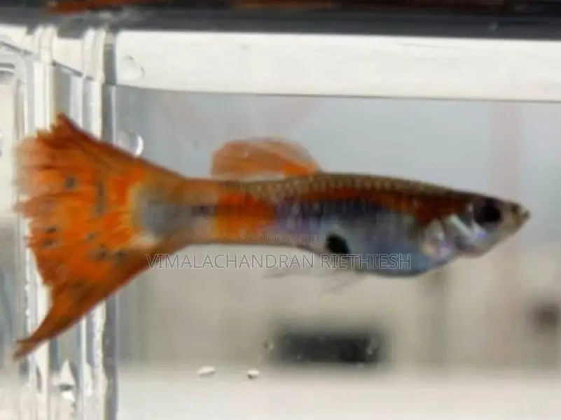 Wild Guppy