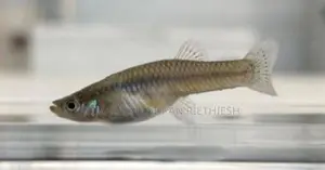 Wild Guppy
