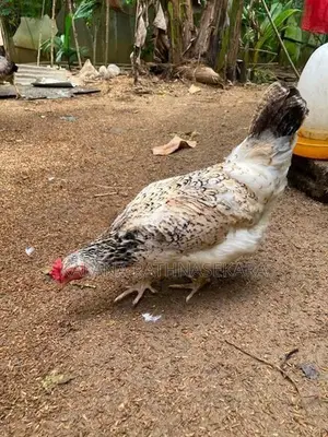 ගම්කුකුළන්