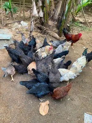 ගම්කුකුළන්