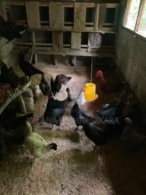 ගම්කුකුළන්