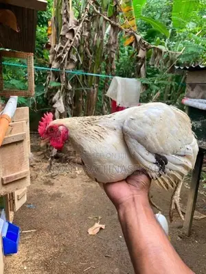 ගම්කුකුළන්