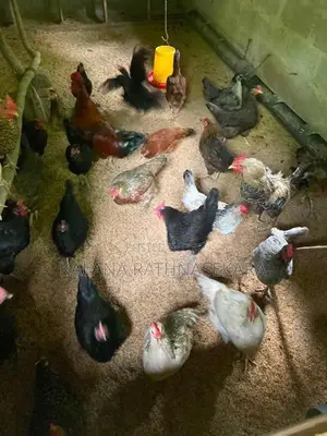ගම්කුකුළන්