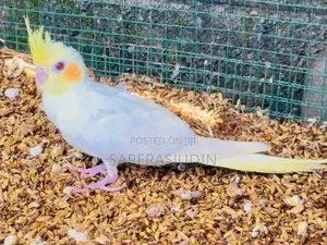 Cockatiel