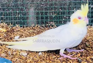 Cockatiel