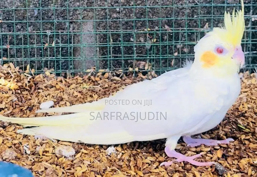 Cockatiel