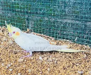 Cockatiel