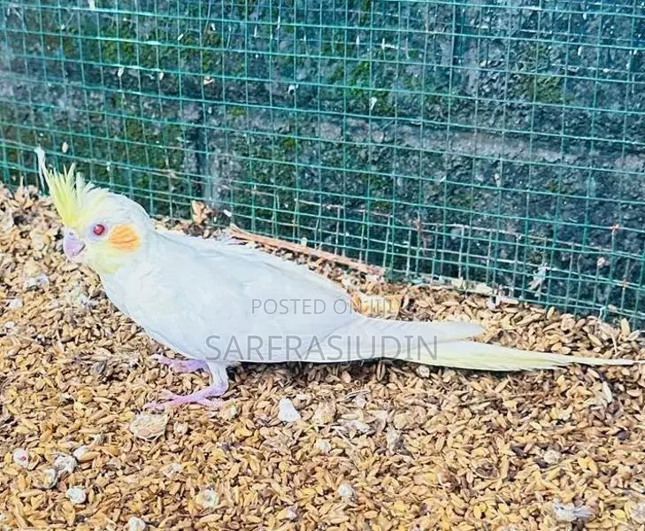 Cockatiel