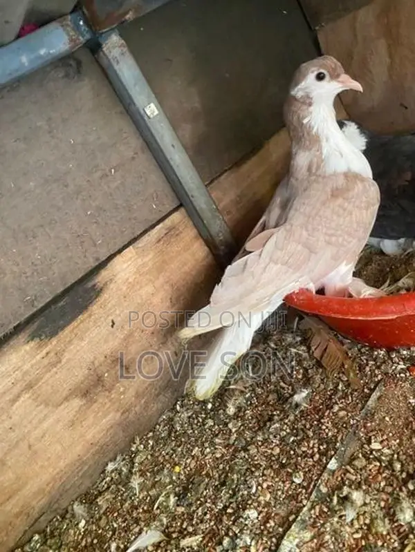 Pigeon
