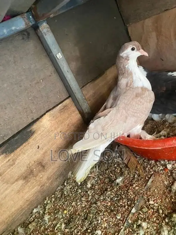 Pigeon