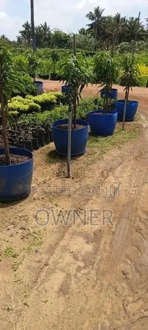 TJC අඹ පැළ