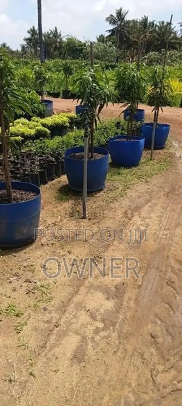 TJC අඹ පැළ