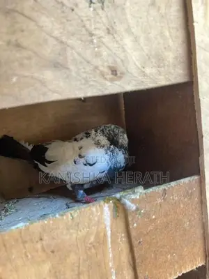 Pigeon