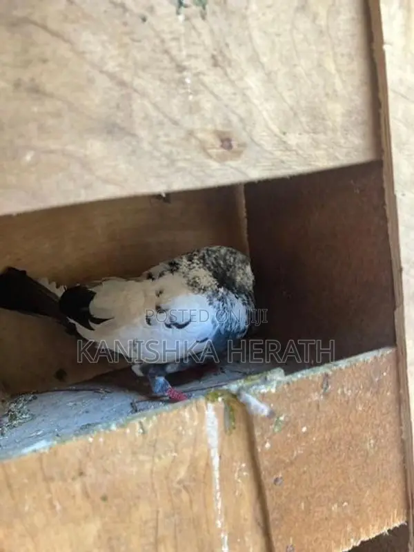 Pigeon